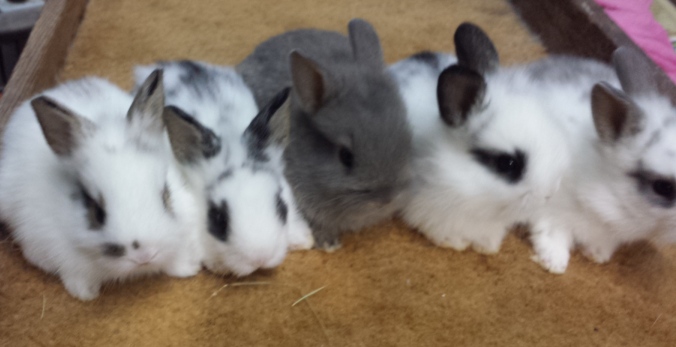 dwarf angora bunnies for sale